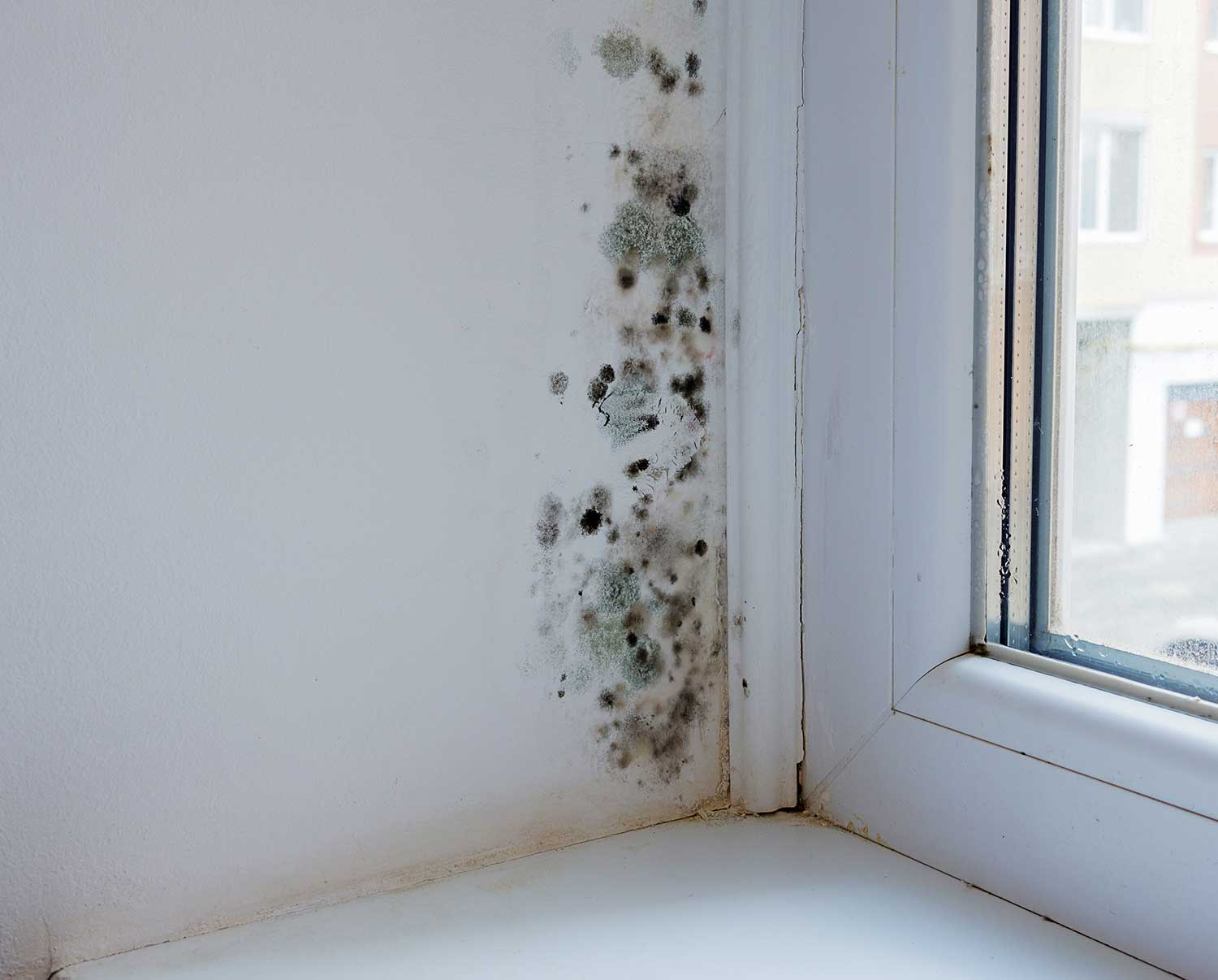 Black mold and fungus on wall near window
