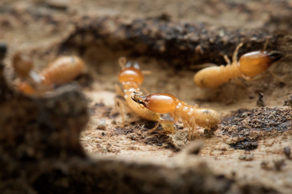 An up close photo of a small group of termites eating wood