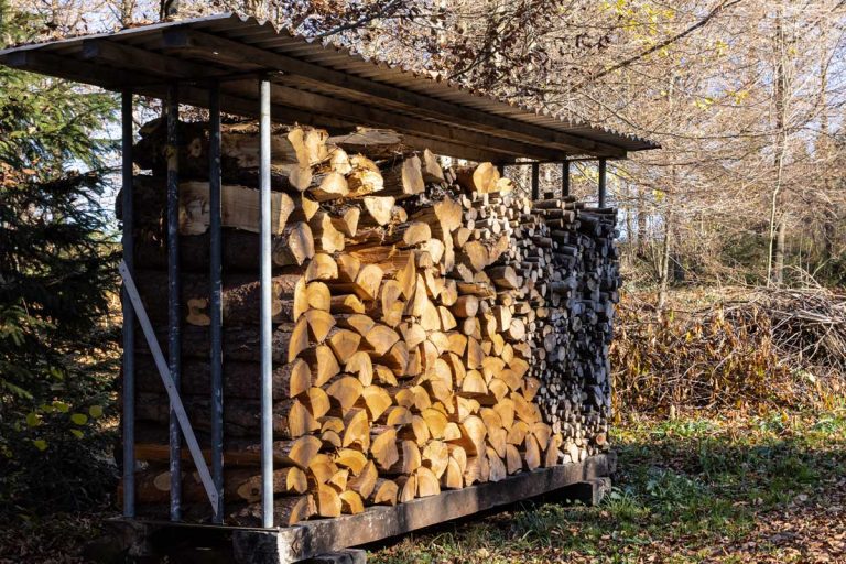 Covered wood pile with firewood for winter in sunny autumn forest, Should You Cover A Woodpile?