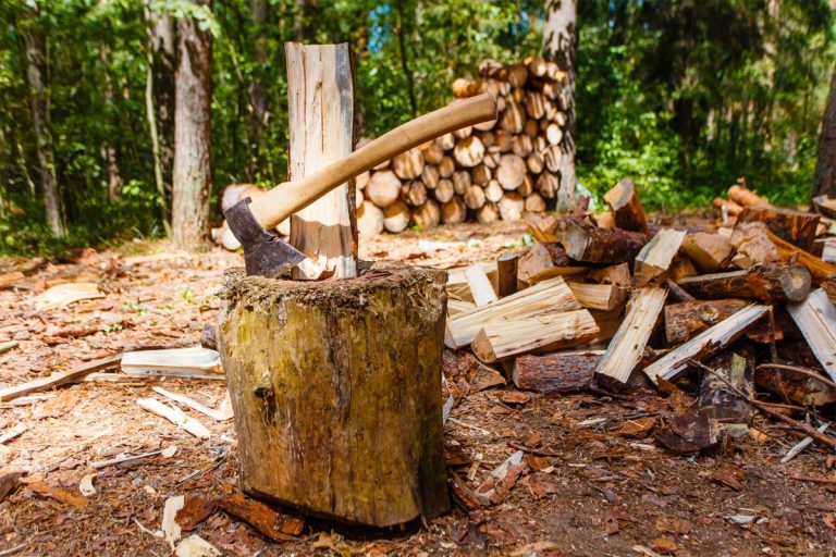Log splitting in pine forest, Should You Let Wood Dry Before Splitting It?
