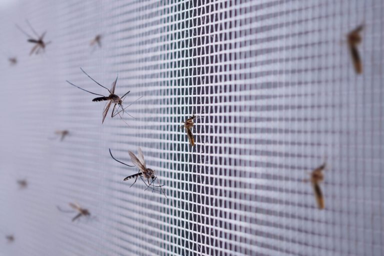 Mosquitoes gathering on the screen of the window, How To Keep Mosquitoes Away From An Evaporative Cooler