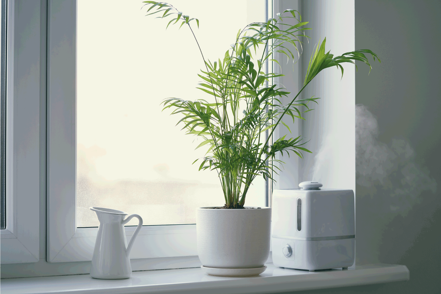 Humidifier and flower Chamaedorea in pot on window. Increase in air humidity in room or office. Where To Place An Evaporative Humidifier