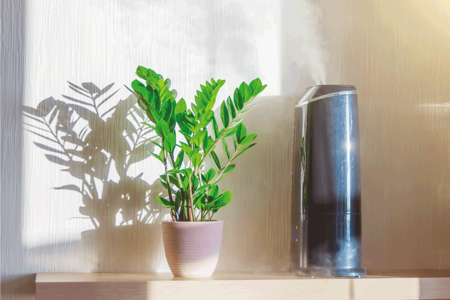 Ornamental deciduous houseplant Zamioculcas and a humidifier with steam on a sunlit shelf in a home interior