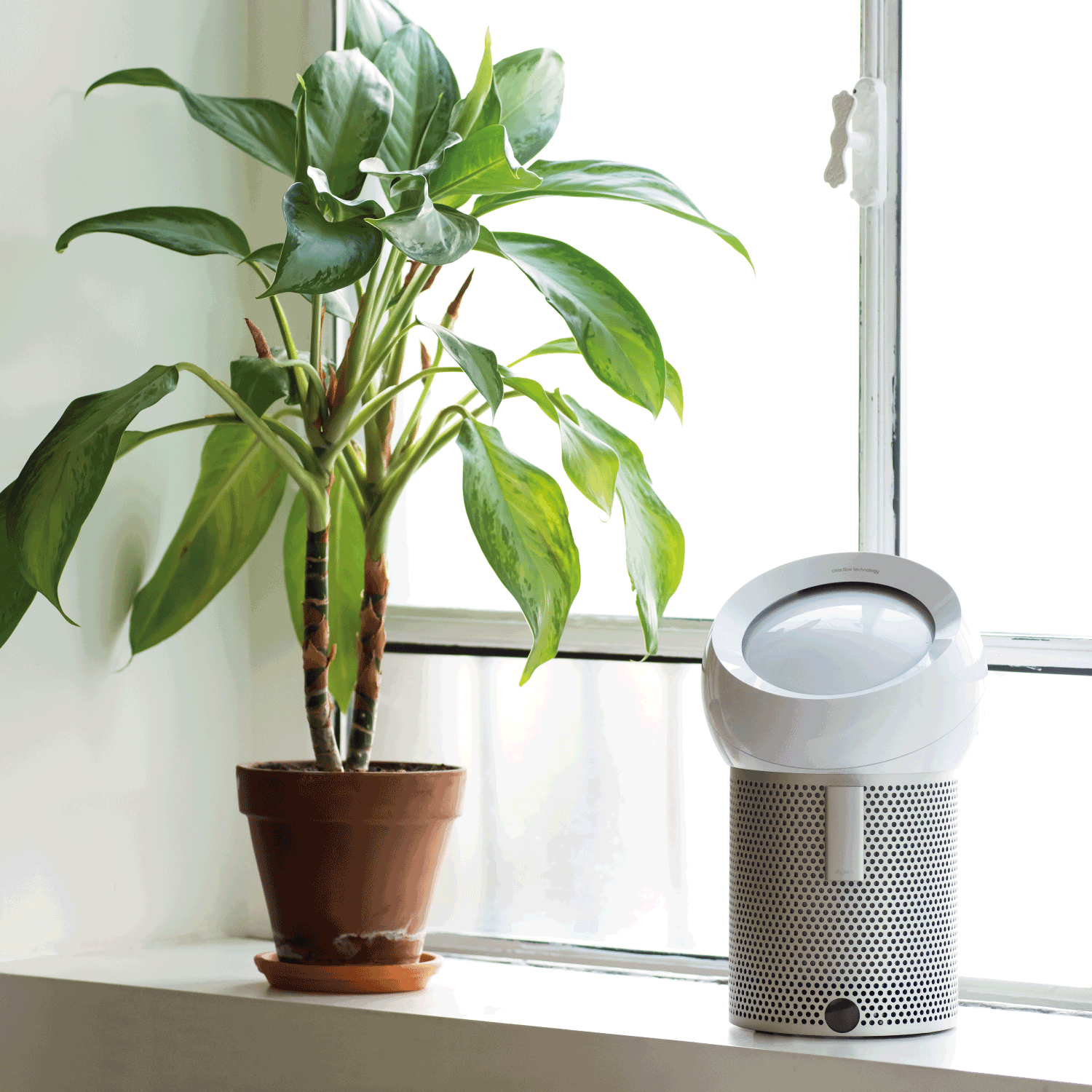 Large leafy green potted plant alongside a Dyson fan positioned in front of bright windows indoors in a house or office