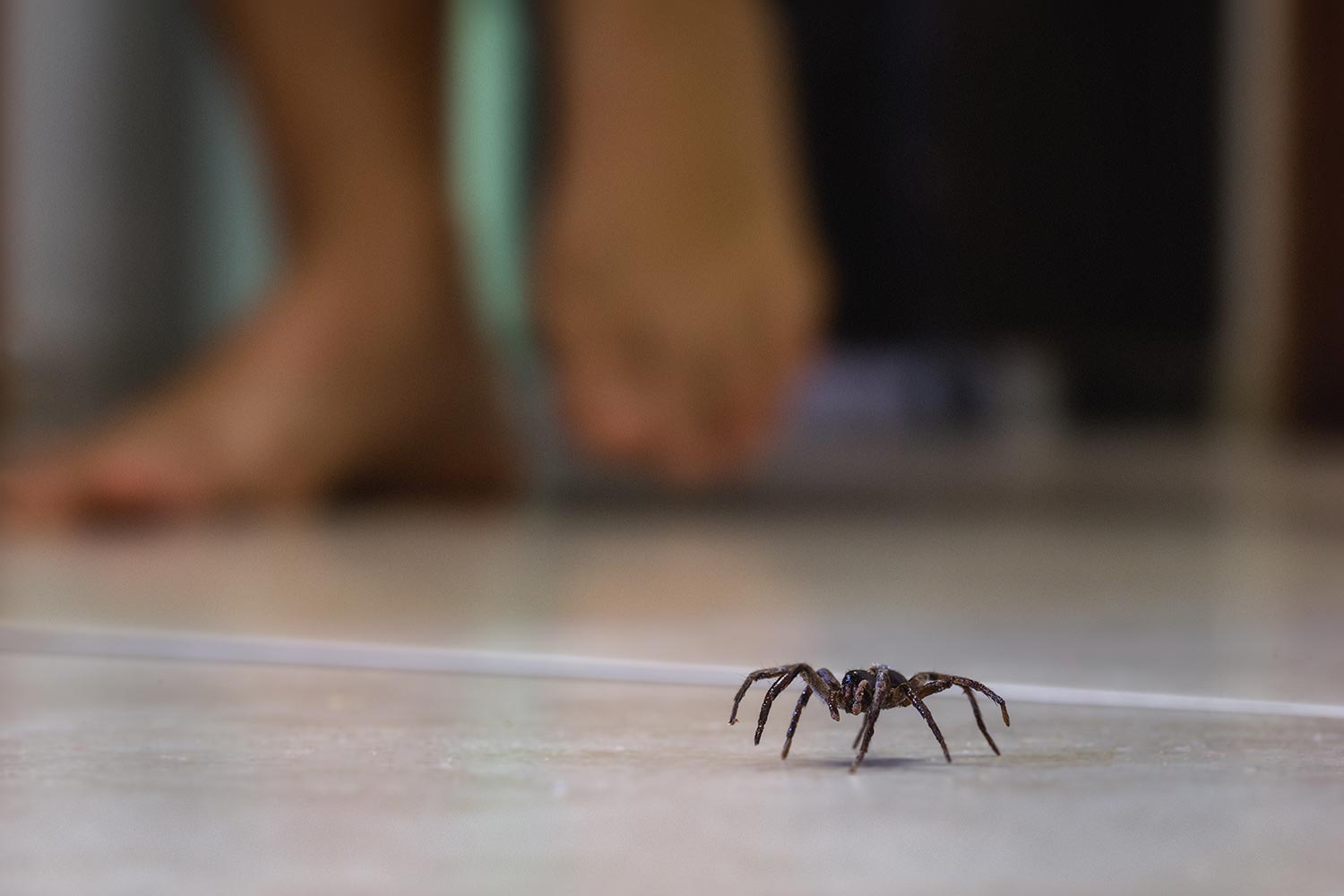 Poisonous spider indoors