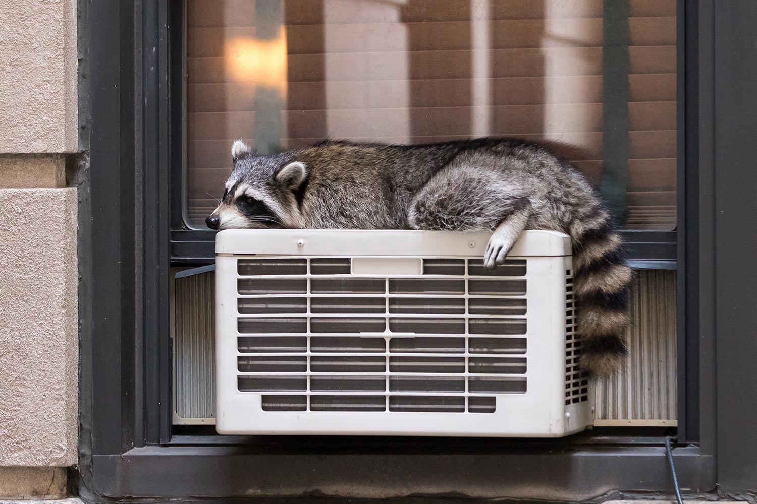 Raccoon sleeping on air conditioner