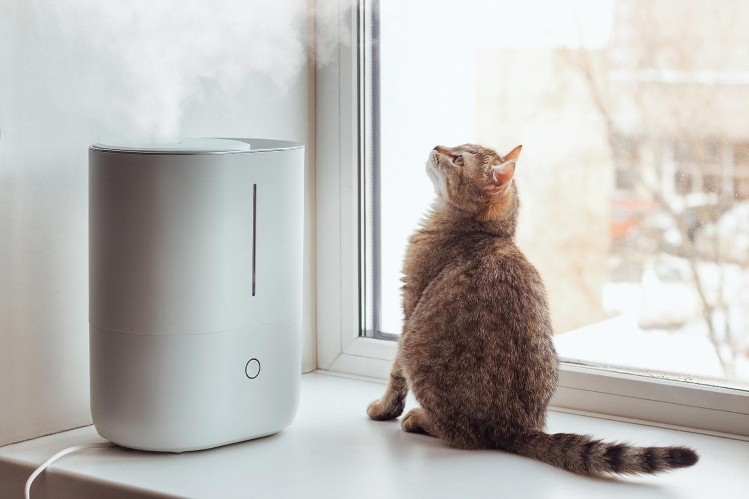 A young tabby cat sits on the windowsill and looks at the steam from the white air humidifier