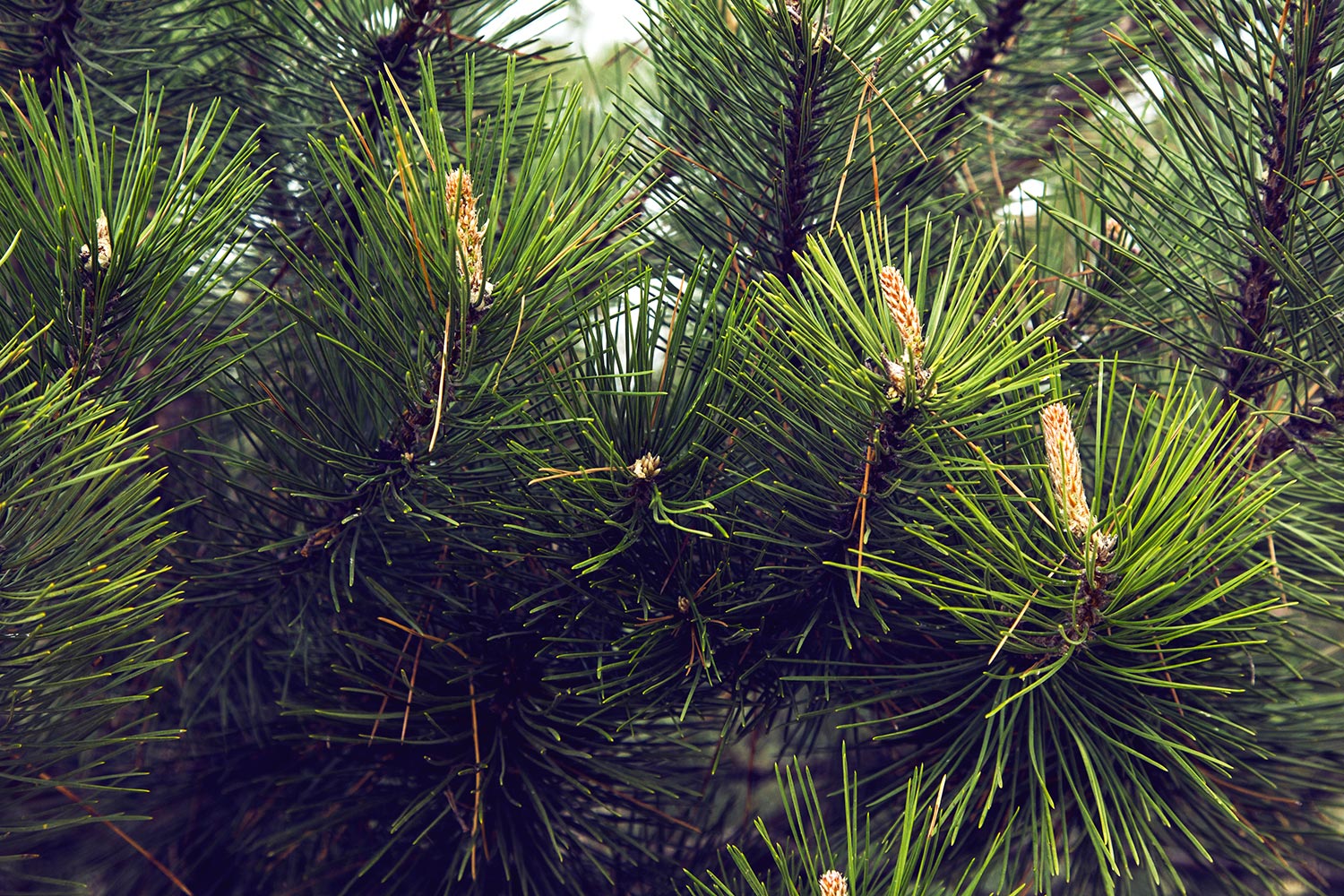 Close up image of a pine needles