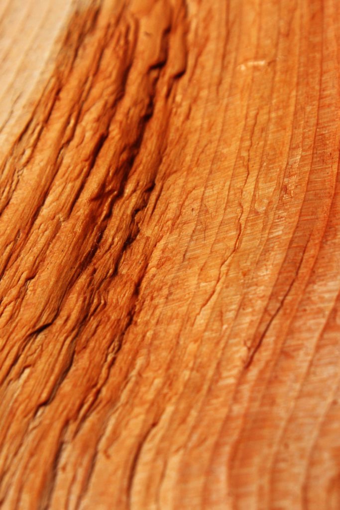 Detailed photo of a cedar tree bark
