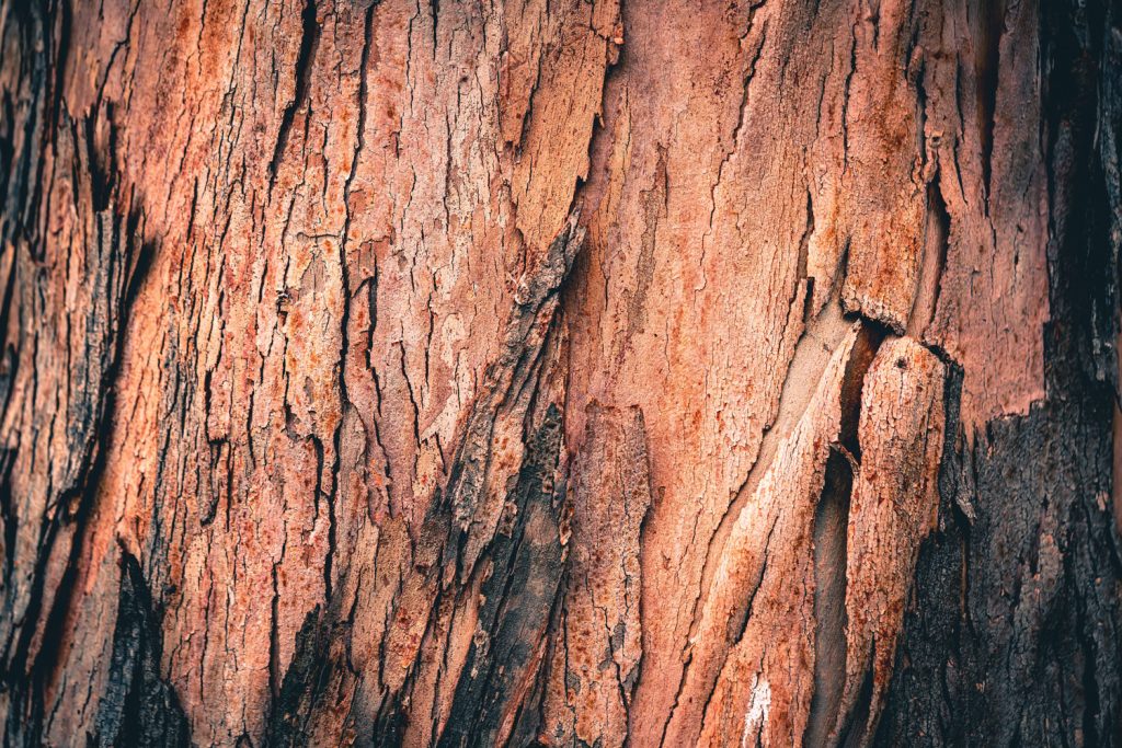 Detailed photo of the bark of a cedar tree