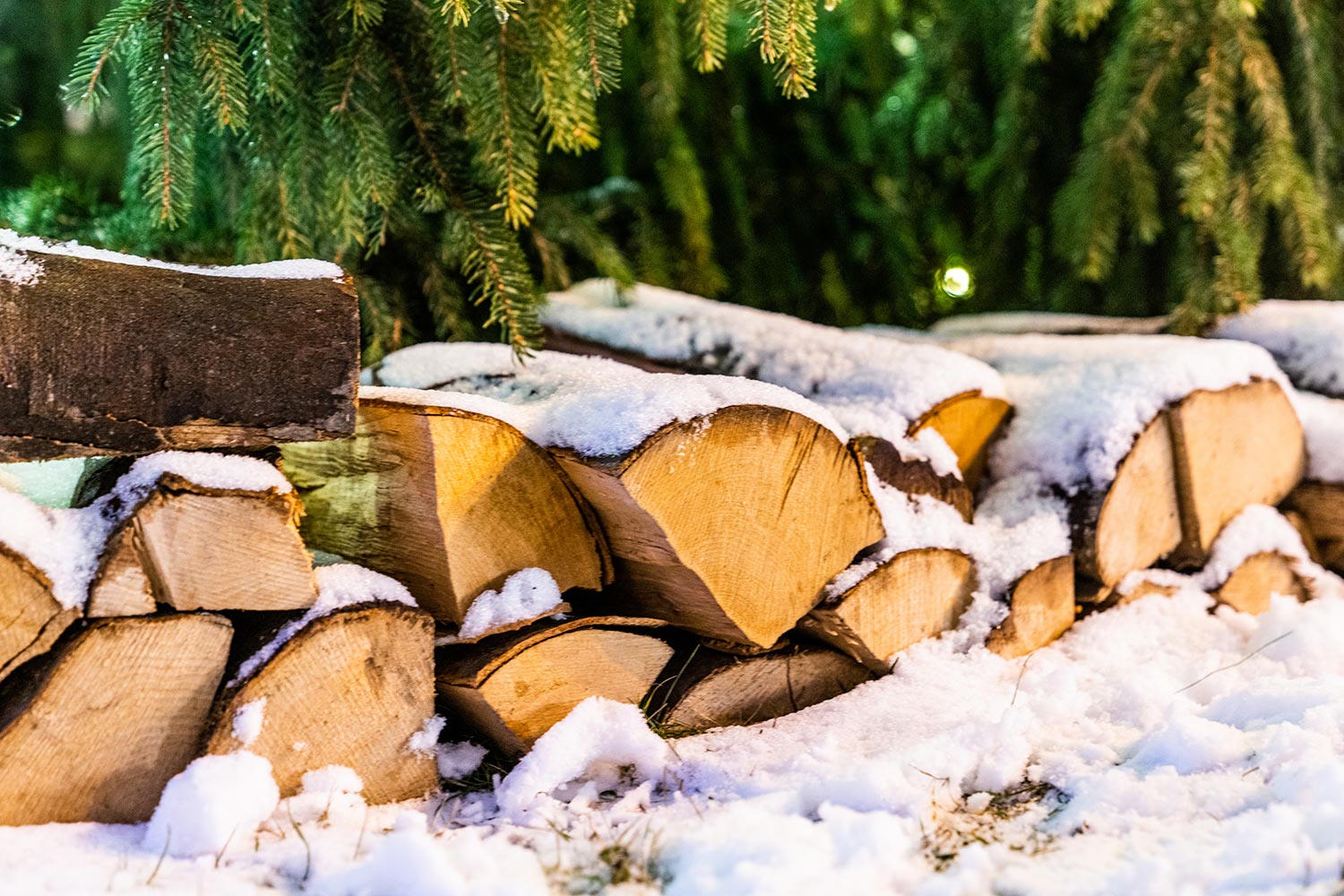 Firewood in snow under a pine