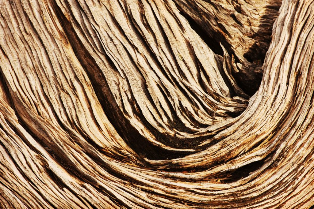 Juniper wood grain tree
