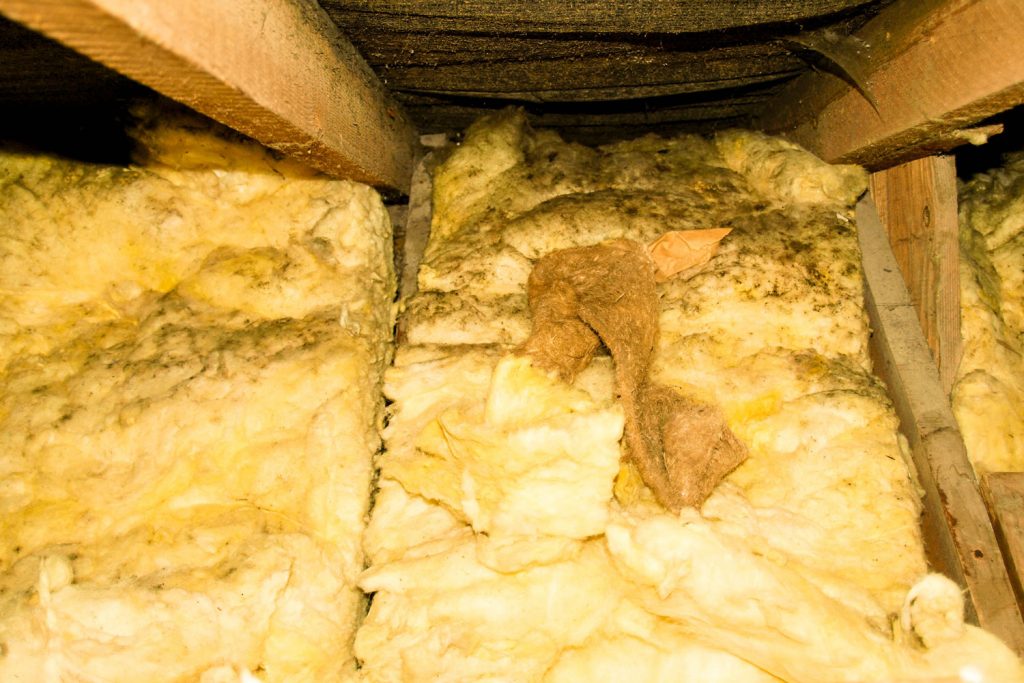 Old mold insulation on the attic