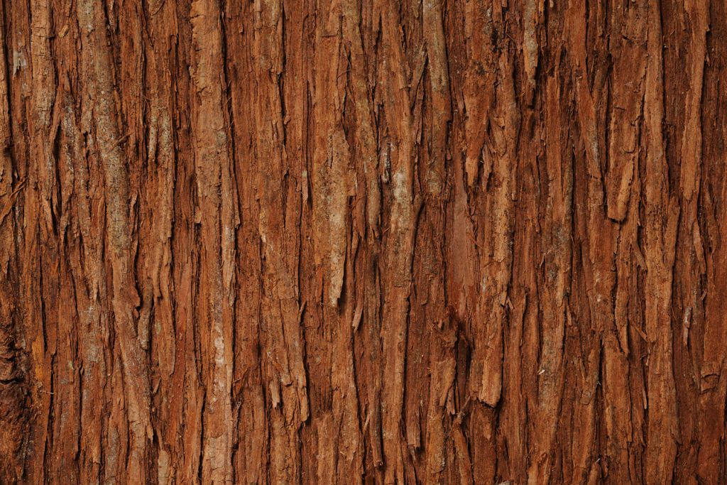 The bark of an old cedar tree