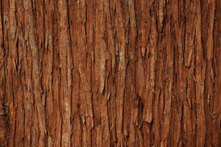 The bark of an old cedar tree, Can You Burn Cedar In A Fireplace?