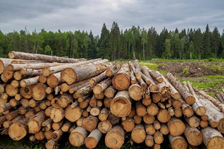 A trunks of pine and birch lying in a large heap in summer, Can You Burn Pine In A Fireplace?