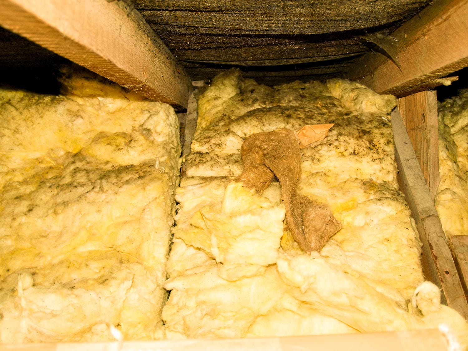 A typical household attic that is covered in mould spores