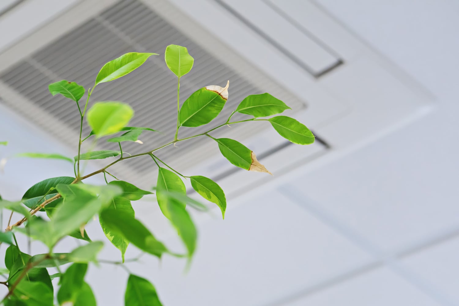 Ficus green leaves on the background ofceiling air conditioner in modenr office or at home. Indoor air quality concept