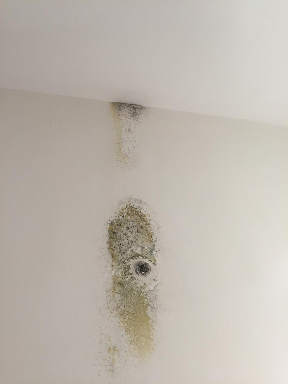 Mold commonly grows out of sight behind walls in the wall cavities