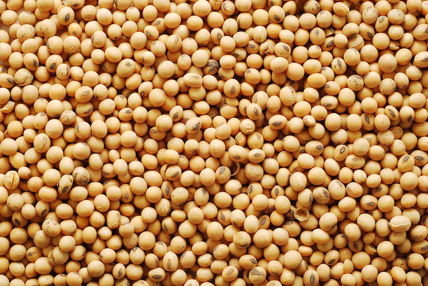 Piles of soy beans