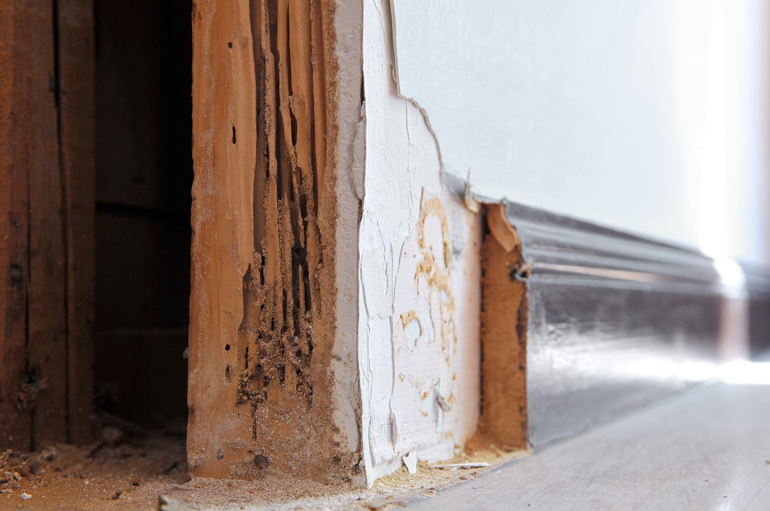 Rotten lumber inside wooden wall has been eaten by termites