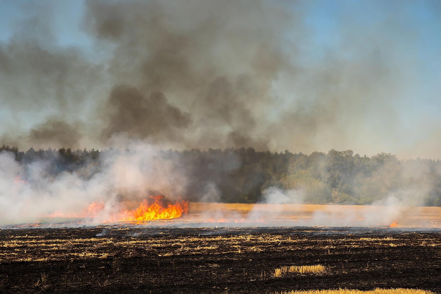 Wildfire on wheat field stubble after harvesting near forest