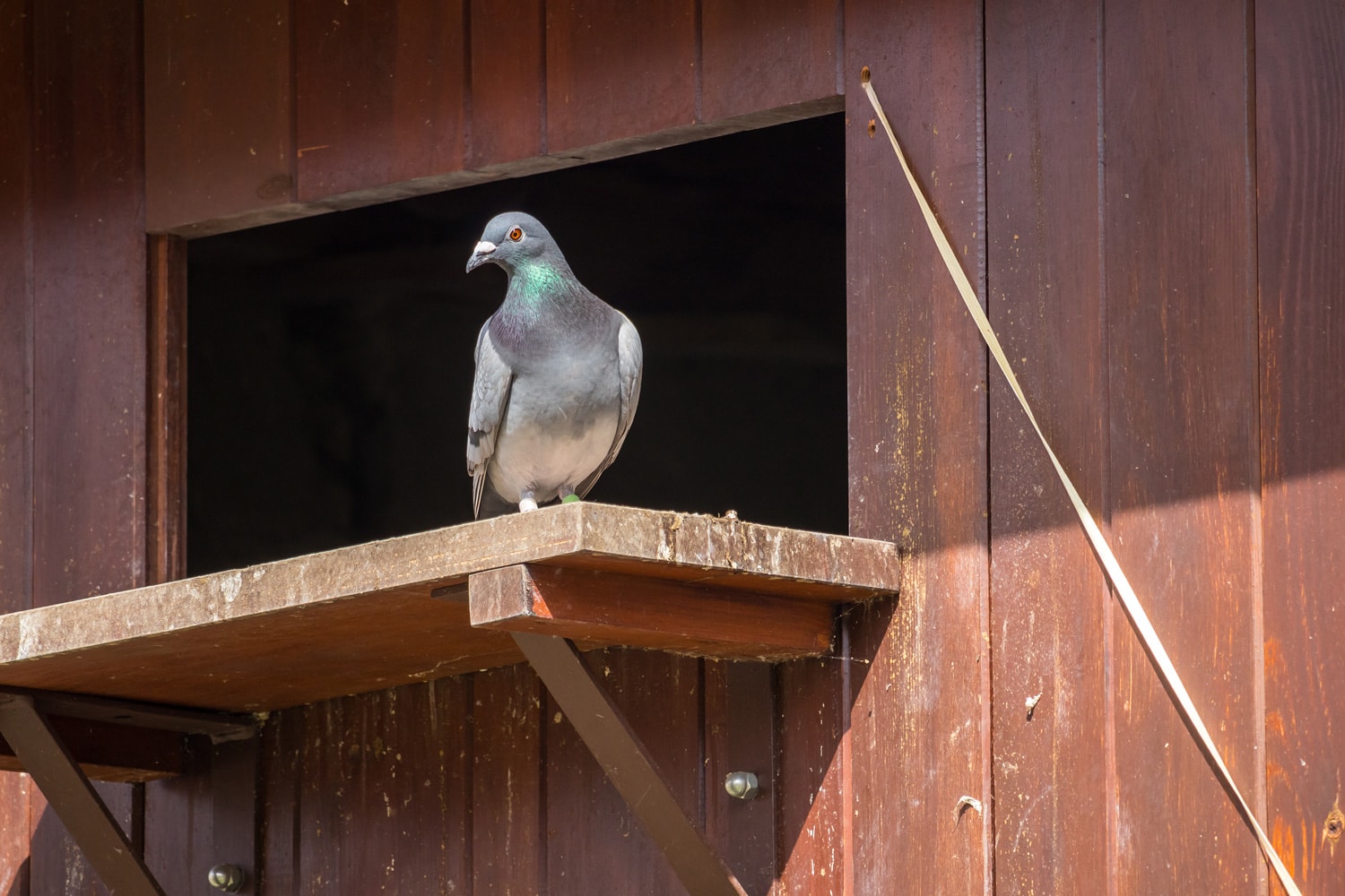 one pigeon in the entrance hole of the pigeon loft