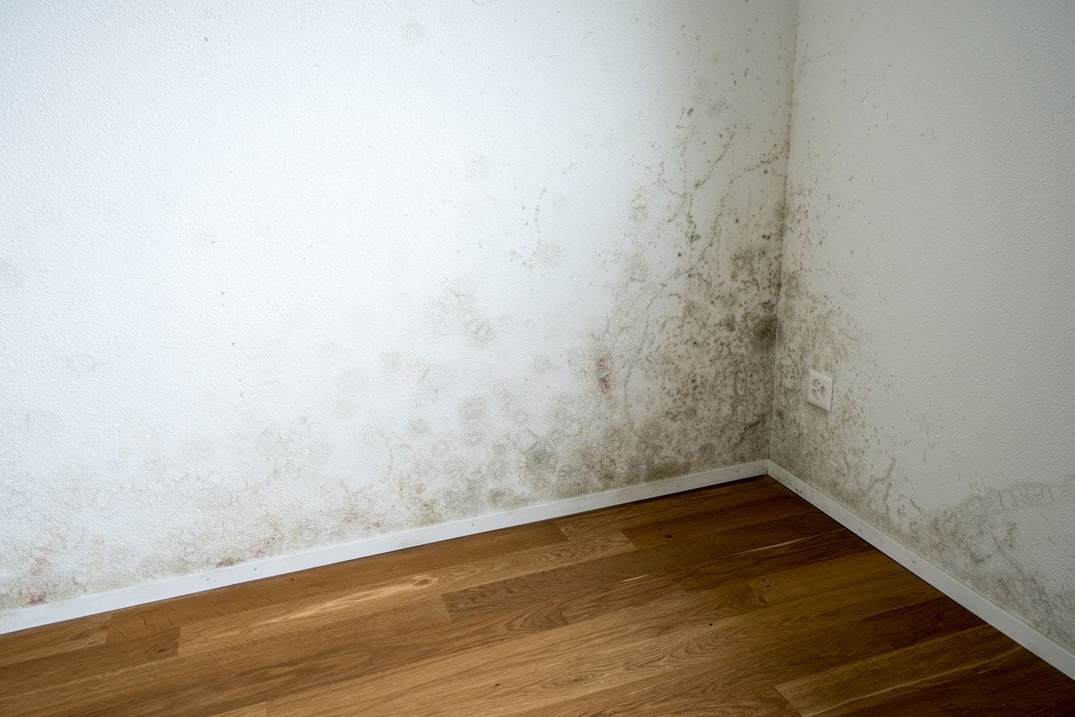 white walls and a serious toxic mold