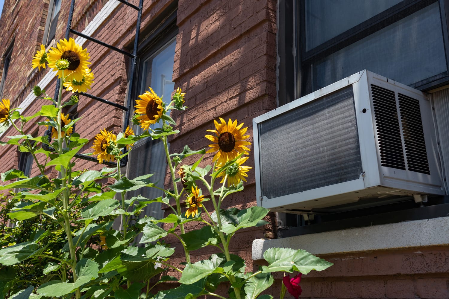 A window air conditioning unit outside an old brick apartment building above a garden with yellow sunflowers during summer