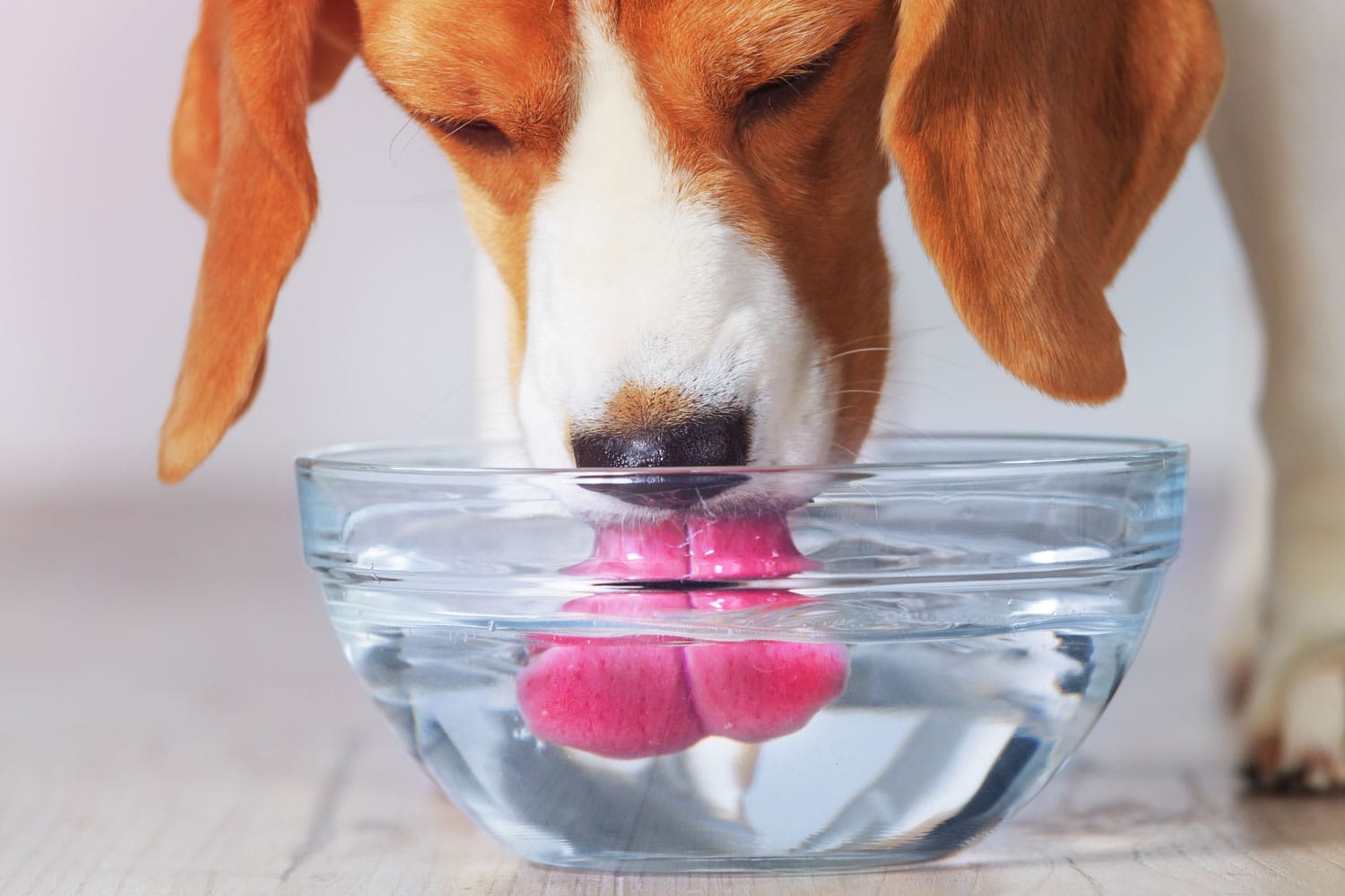 Cute beagle drinking water