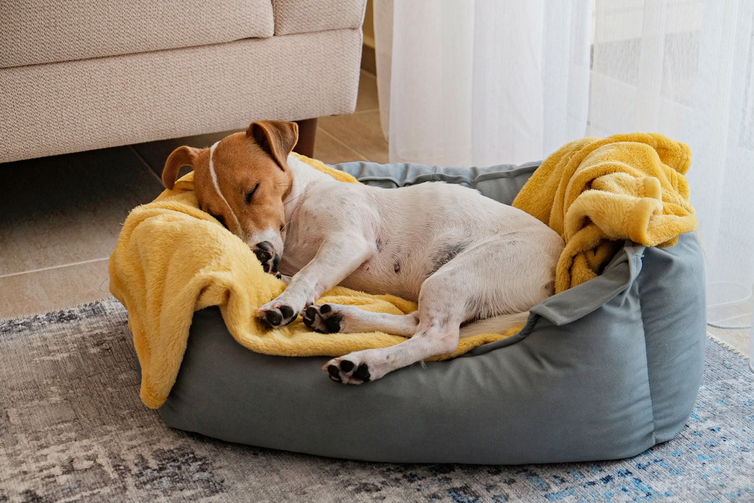 Cute dog sleeping on his doggy bed
