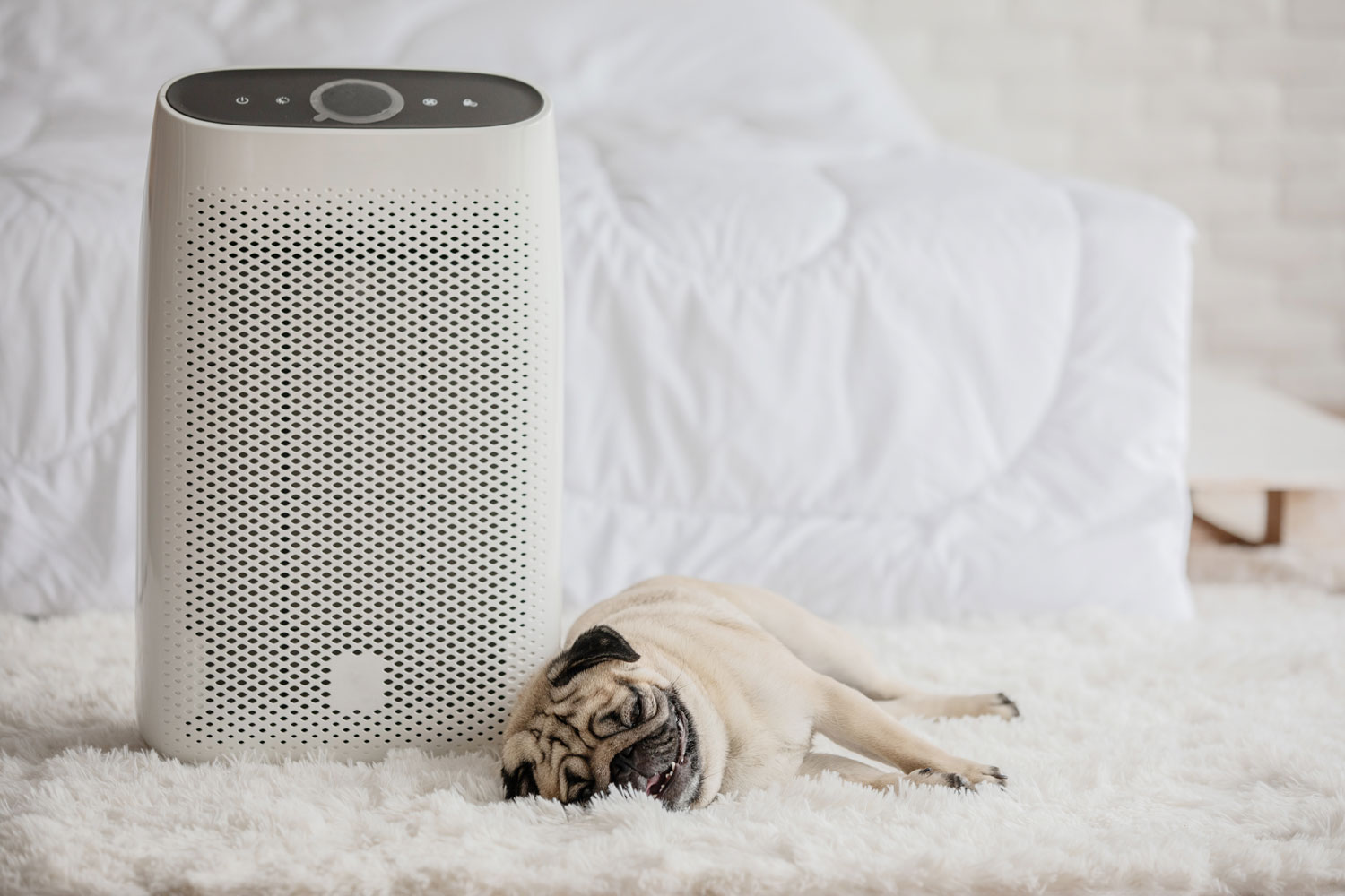 Dog Pug Breed and Air purifier in cozy white bed room for filter and cleaning removing dust