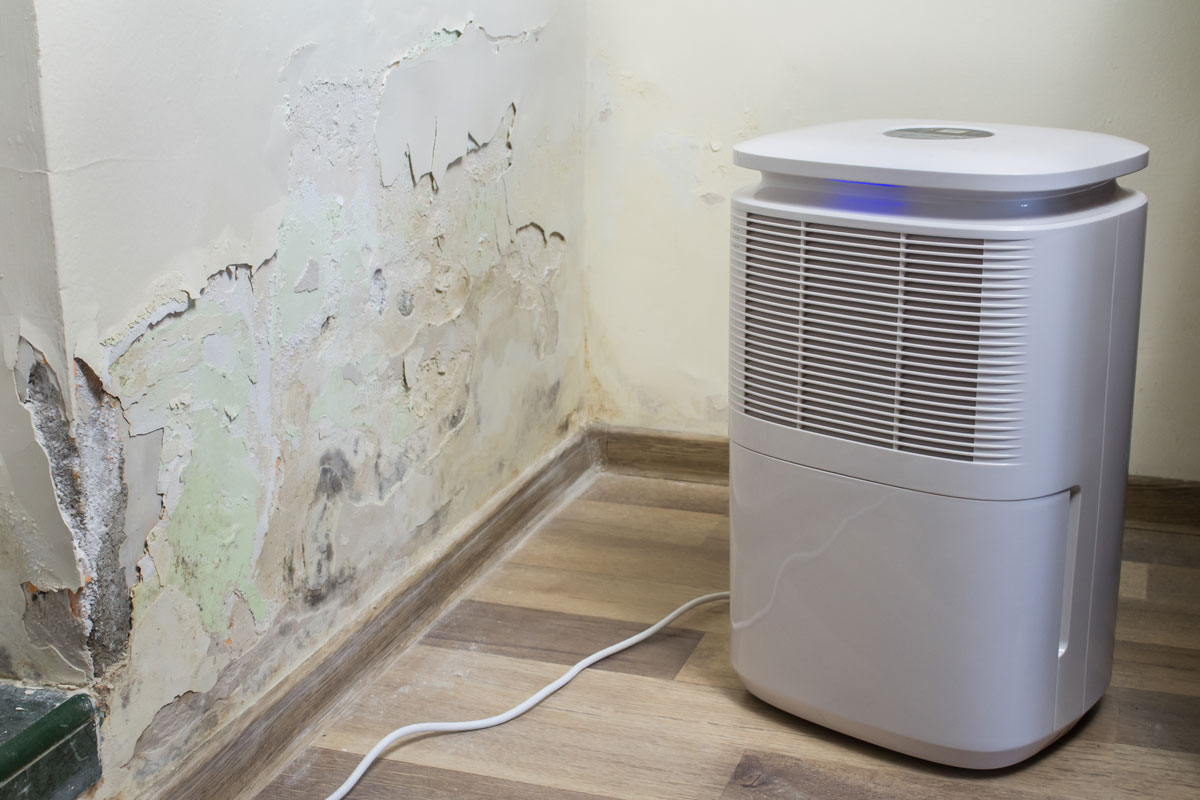 Purifier next to a damaged wall from severe mold and toxic fungus growth