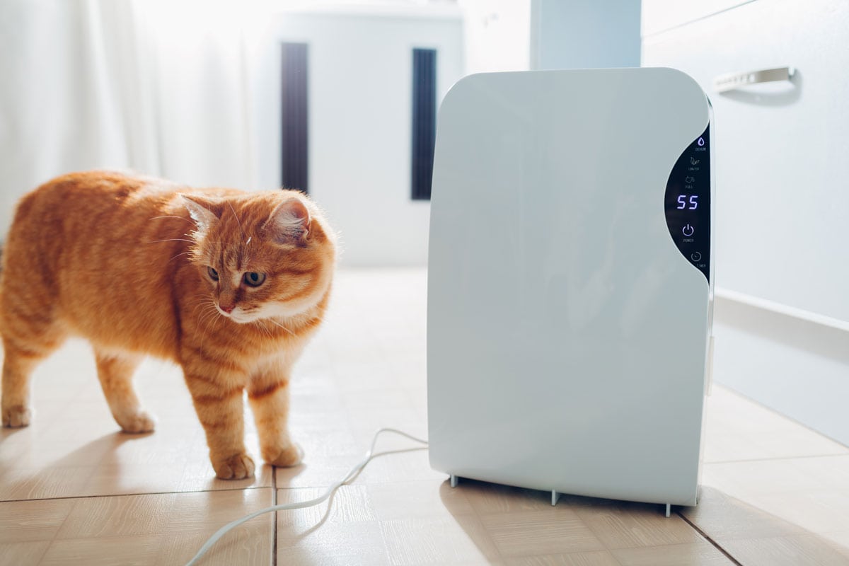 A tabby cat next to a dehumidifier