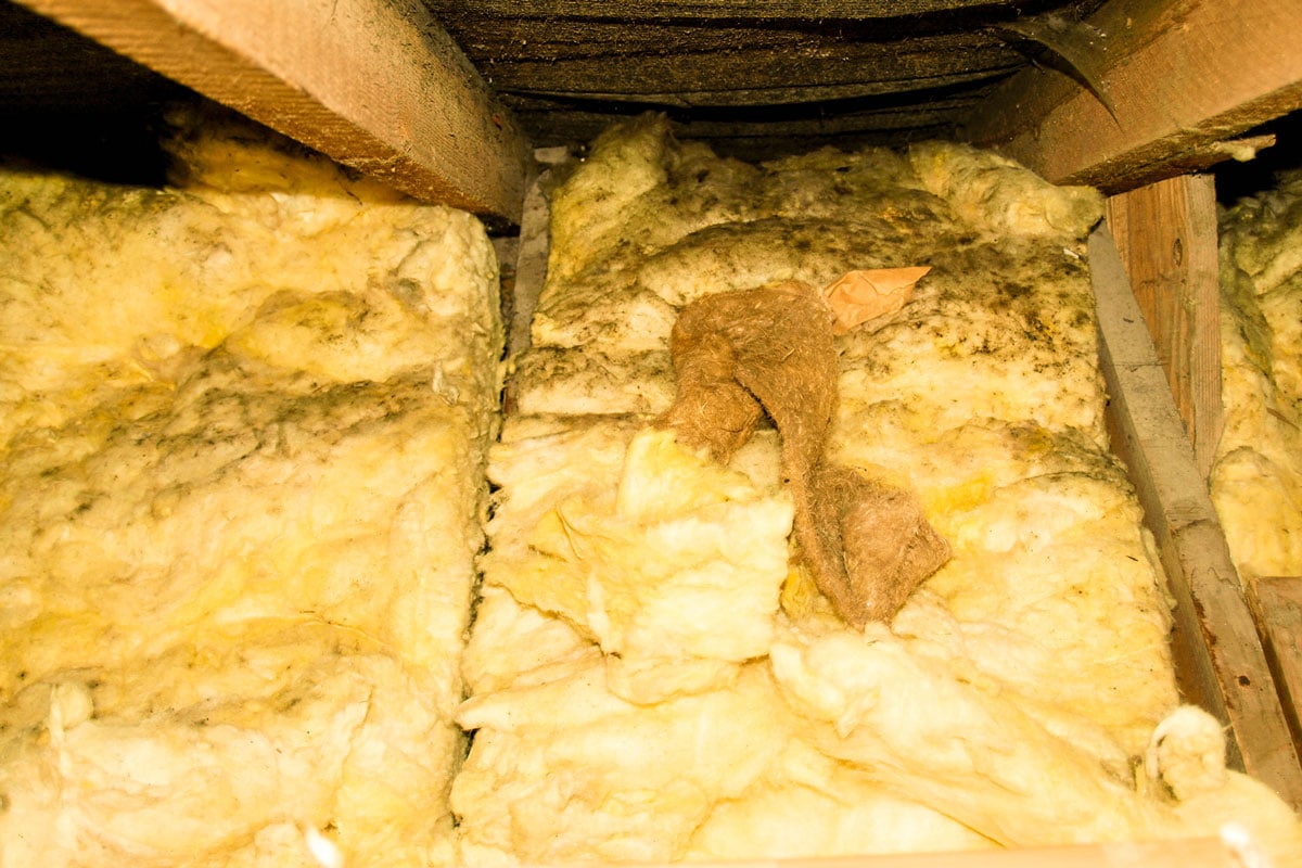 Fiberglass insulation in a crawlspace