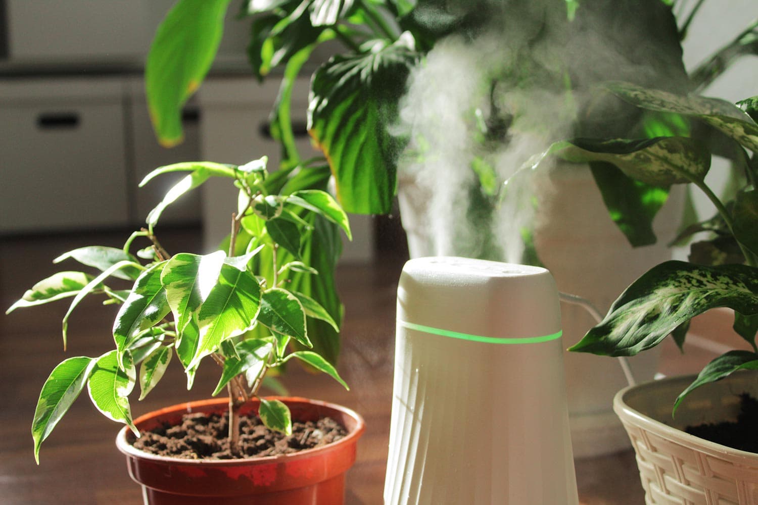 Humidifier and houseplants during the heating season