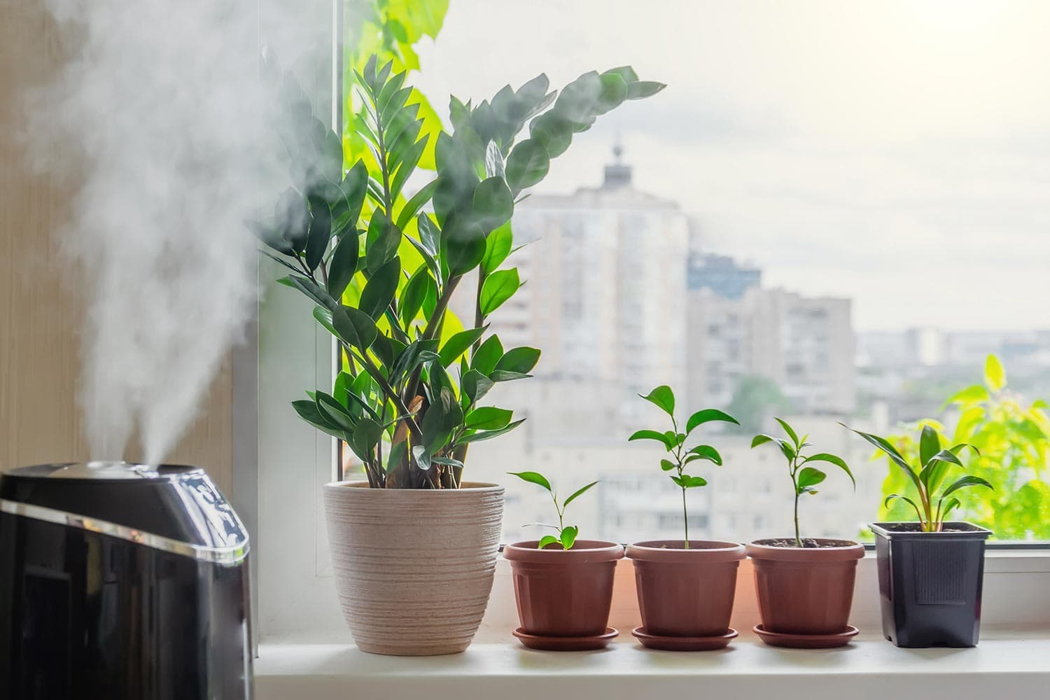 Indoor decorative and deciduous plants on the windowsill in an apartment with a steam humidifier