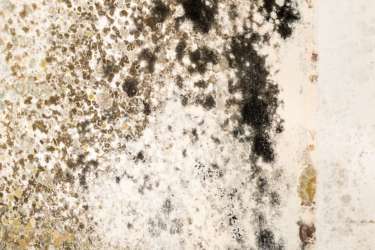 Mold accumulating and spreading on the wall