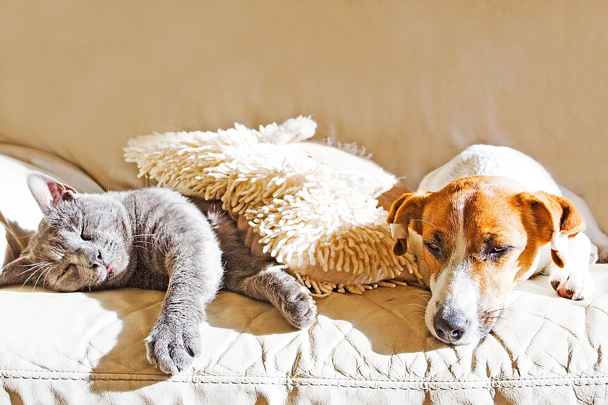 gray cat and a puppy Jack Russell on the couch on a sunny day,