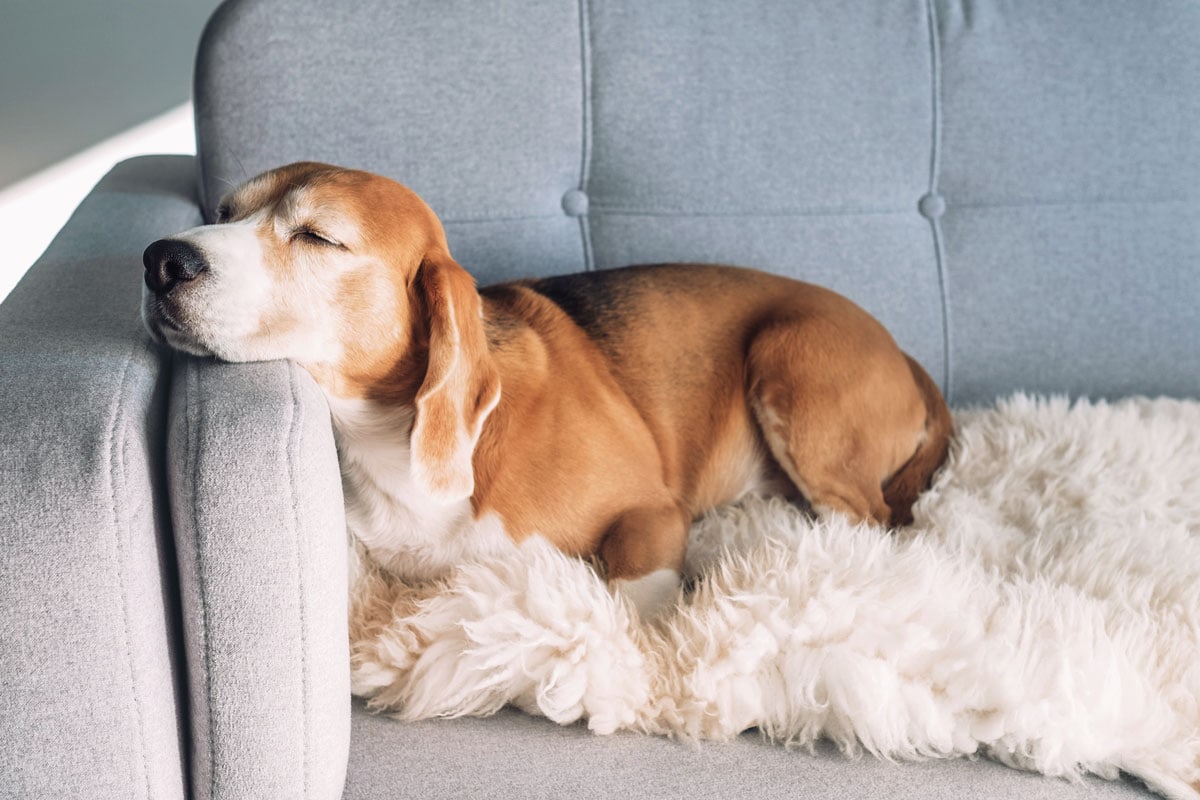 A beagle sleeping on the sofa
