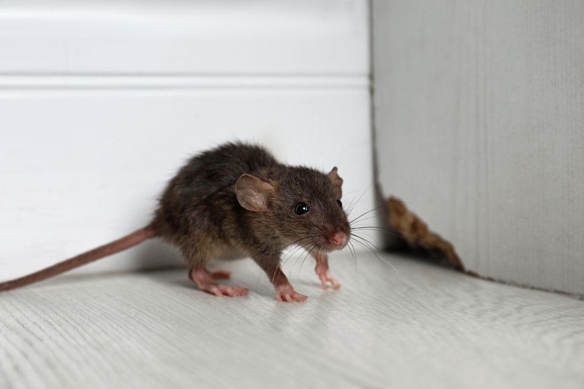 A cornered rat