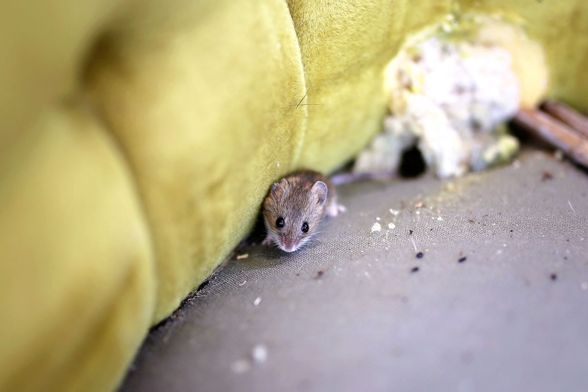 A mice crawling on a damaged sofa