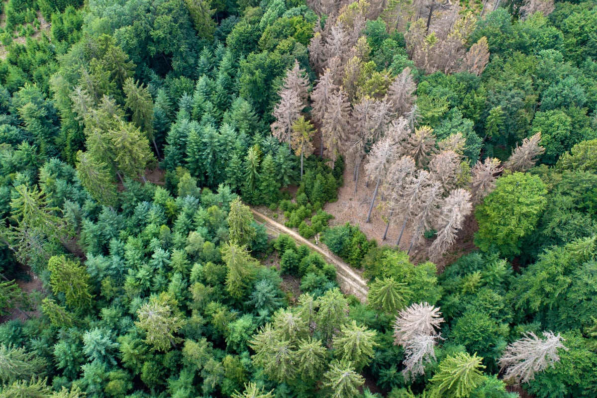 Aerial view of dead trees - forest dieback