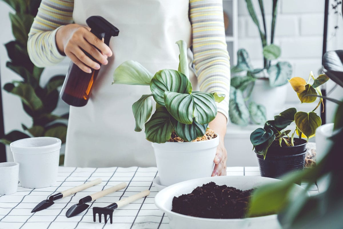 Asian Woman hand spray on leave plants in the morning at home using a spray bottle watering houseplants