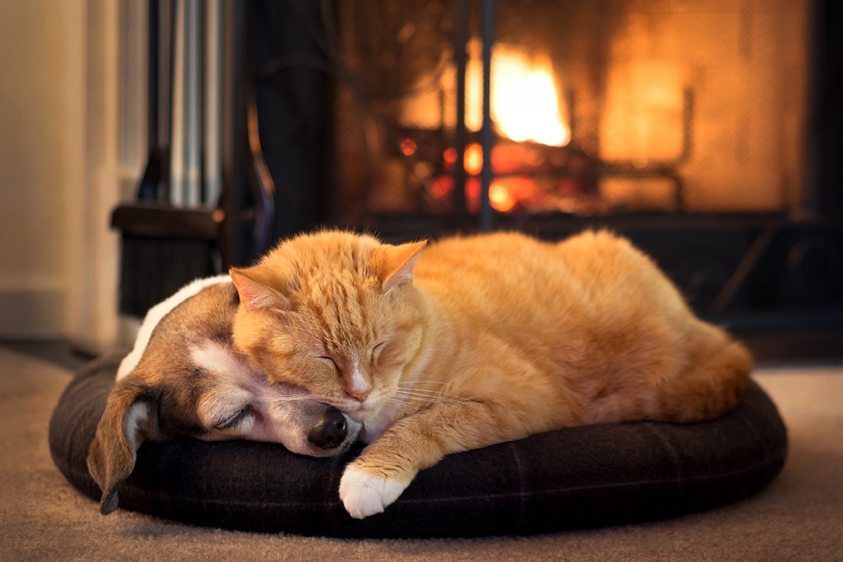 Cat and dog by the fireplace