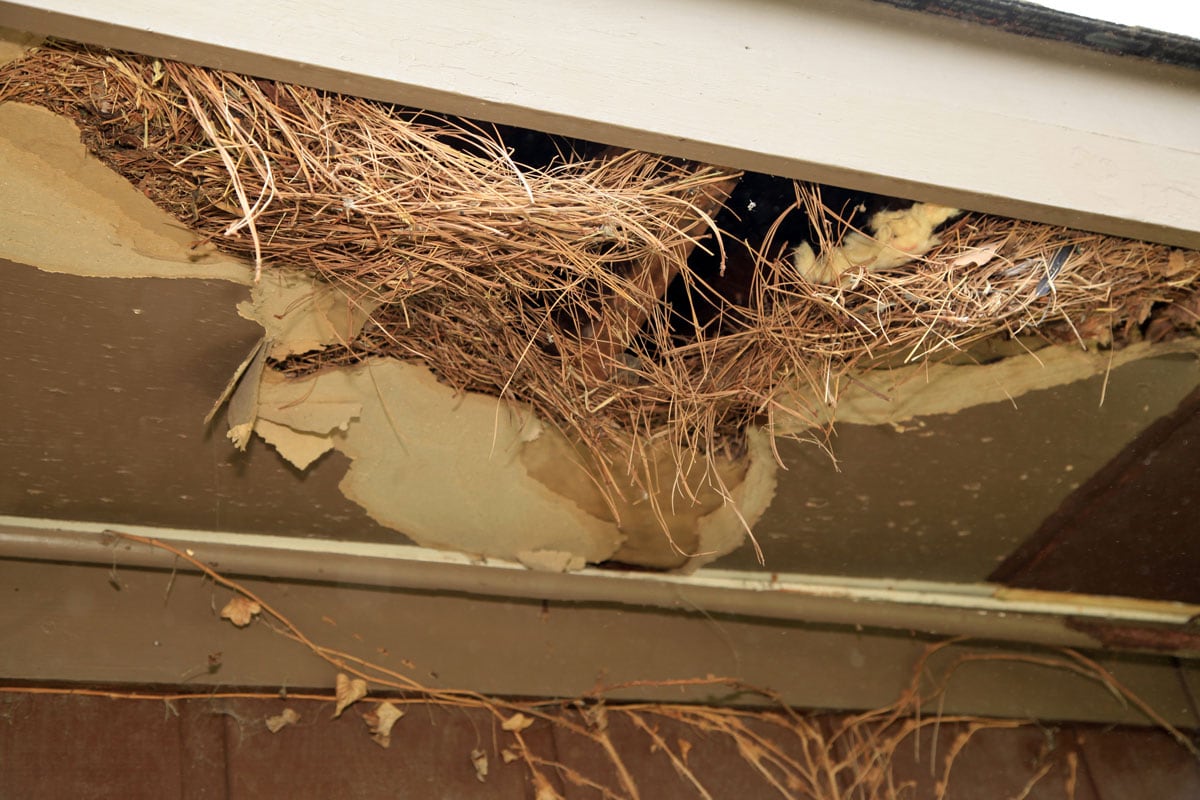 Damaged attic due to rodent infestation