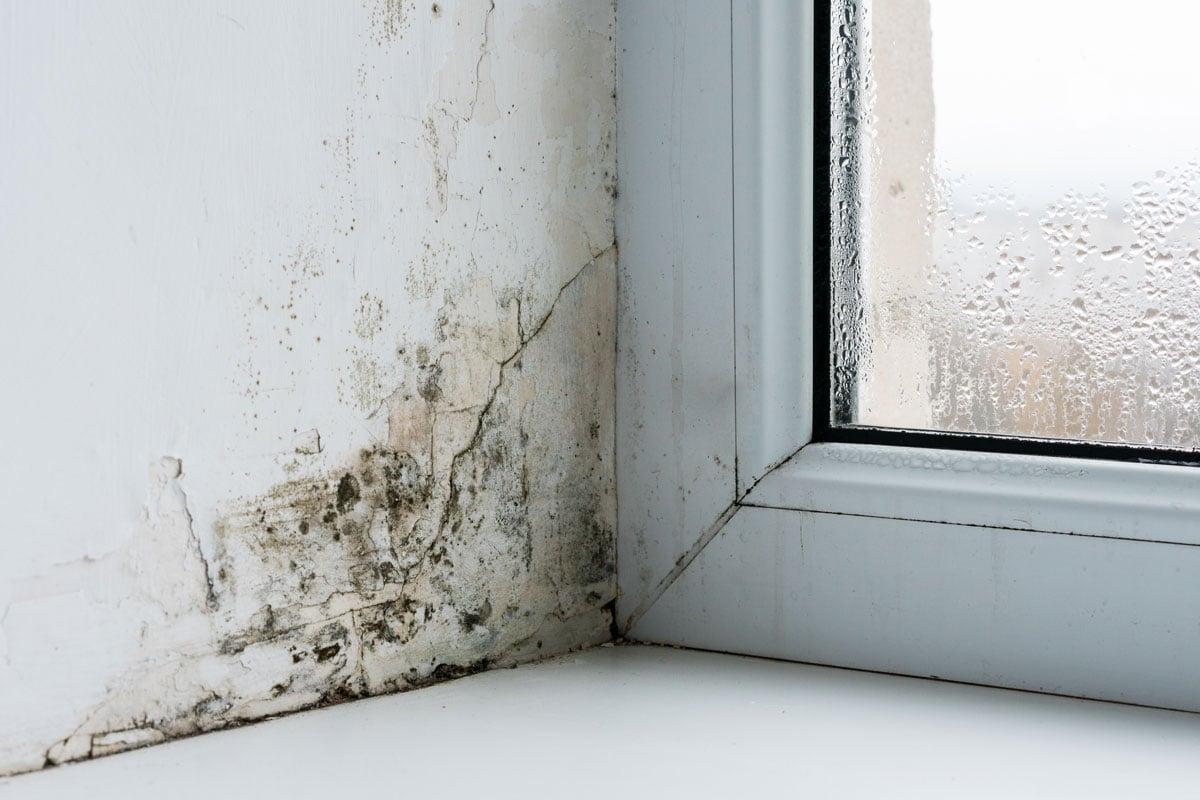 Mold accumulating on the concrete near the window
