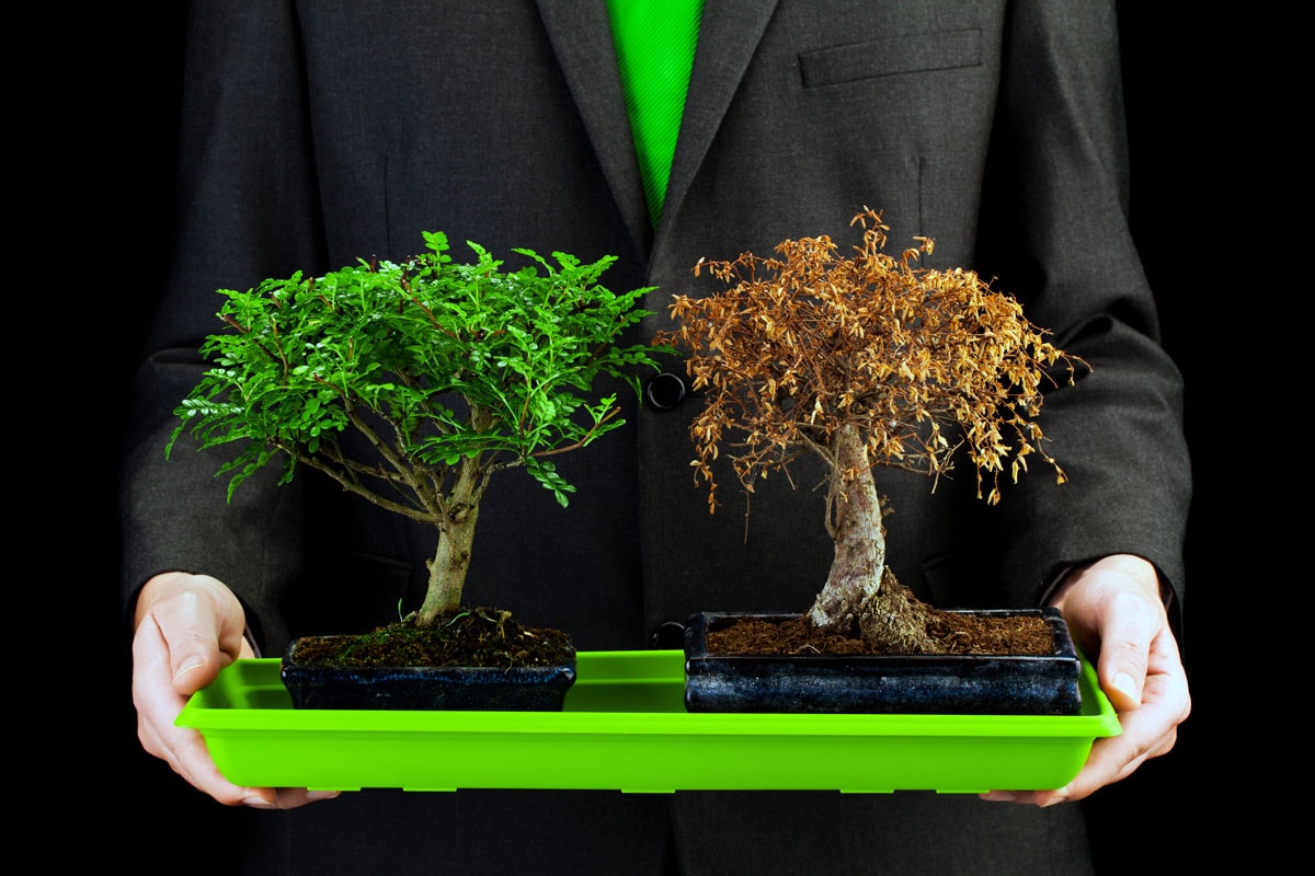 businessman holding dead and alive bonsai trees