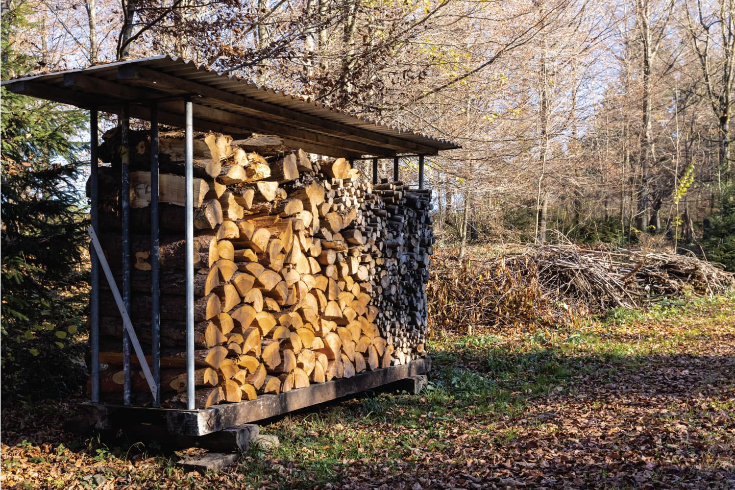 covered wood pile with firewood for winter in sunny autumn forest, in the background is thinner stacked wood