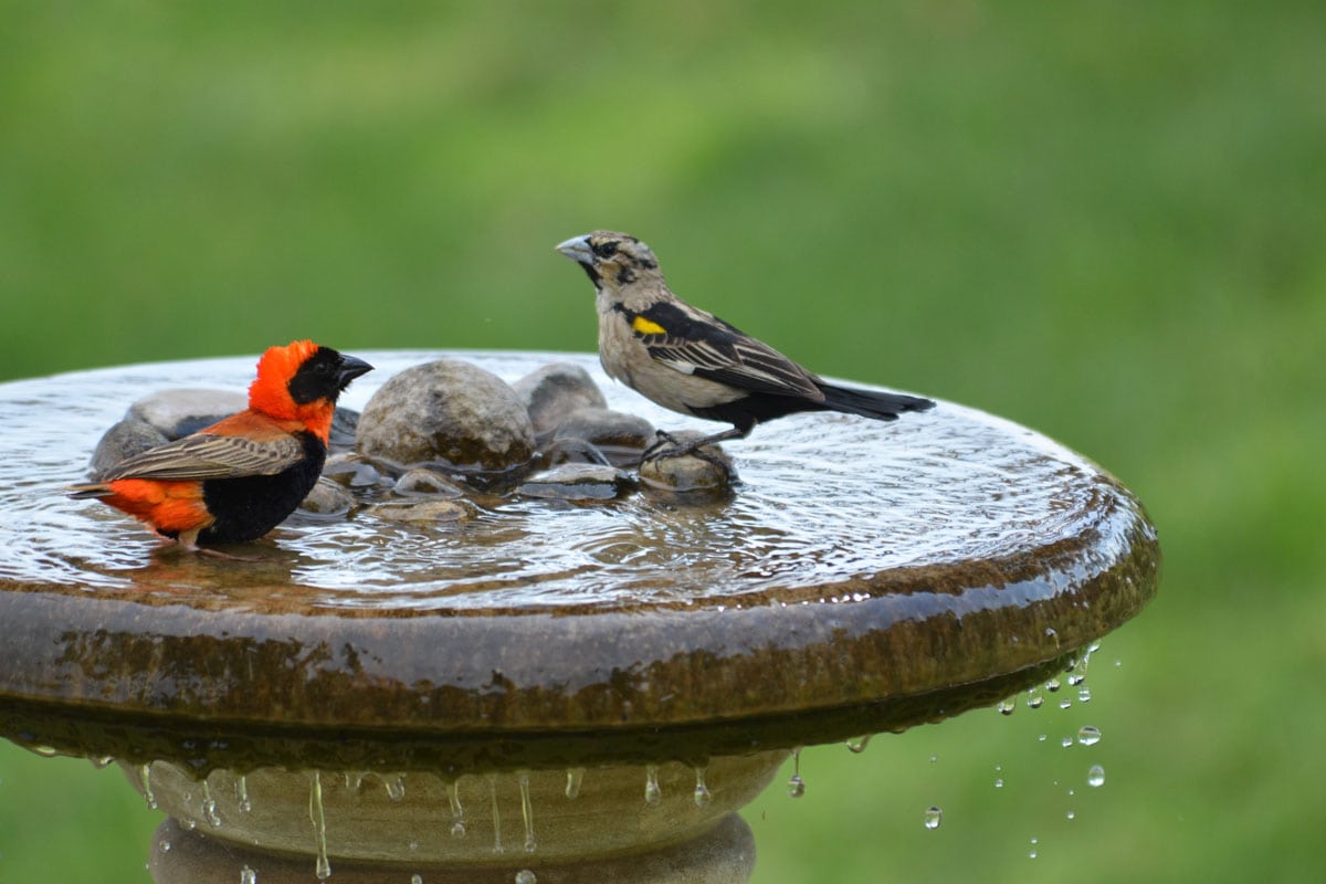 photo of a bird bathing on the bird bath of the garden outside